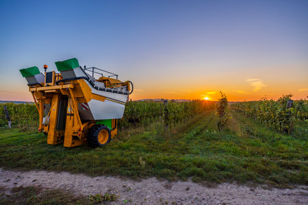 Grape harvester standing in a vineyard during a colorful sunsetの写真素材