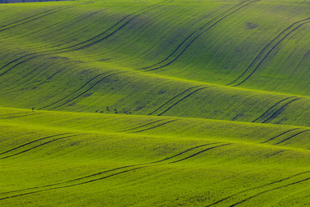 Roe deer are grazing in a wavy green field in South Moravia, Czechiaの写真素材
