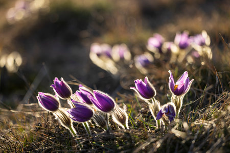 Beautiful purple pasque flowers growing in dry grass in Hnanice, Czechia, during a sunny spring dayの写真素材