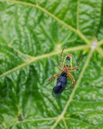 Colorful spider is catching a fly in its spider web with a green leaf in the backgroundの写真素材