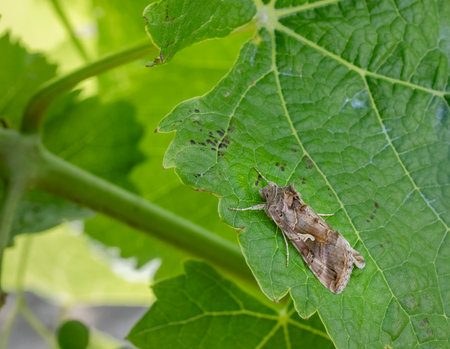 Brown moth resting on a bright green vine leaf in a vineyard, grapevine pest conceptの写真素材
