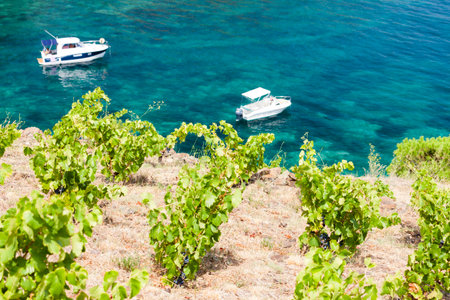 Boats floating by a vineyard on a clear blue seaの写真素材