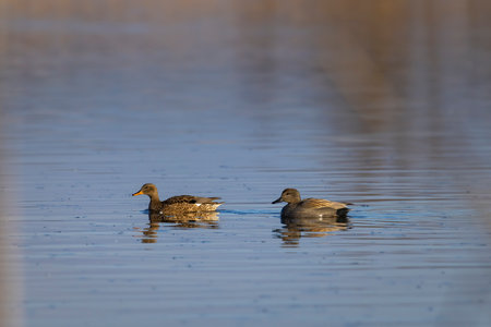 Two gadwall ducks swimming peacefully on a calm lake in Razice, Czechia, enjoying the serene atmosphereの写真素材