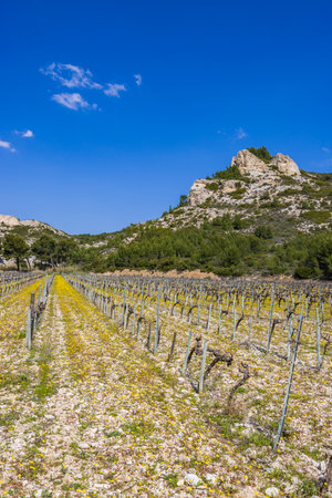 Yellow flowers blooming between rows of grapevines in a vineyard in Les Baux de Provenceの写真素材