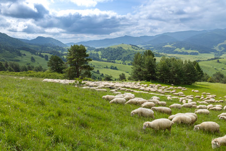 Flock of sheep grazing on lush hills in Velky Lipnik, Slovakiaの写真素材