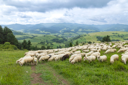 Large flock of sheep grazing peacefully on a hillside pasture in Slovakia, enjoying the lush green grass and scenic view of Lesnica Valleyの写真素材