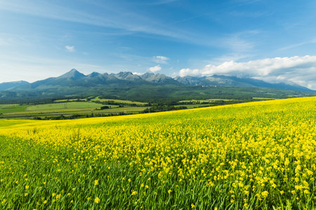 Yellow rapeseed field blooming near Vazec, in the Liptovsky Mikulas district, Slovakia, with the...
