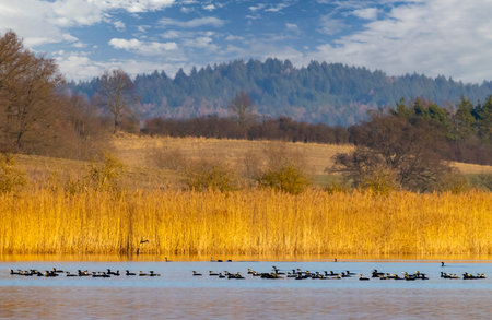 Flock of great cormorants swimming in a lake with yellow reeds in the foreground and a forest in the background, in Razice, Czechiaの写真素材