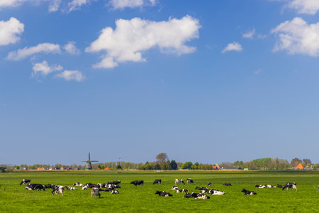 Cows resting in a lush green field under a blue sky with a distant windmillの写真素材