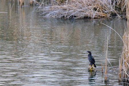 Cormorant resting on a wooden stump in a pond, in Razice, Czechiaの写真素材