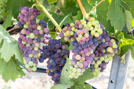 Colorful grapes maturing under sunlight in a vineyardの写真素材