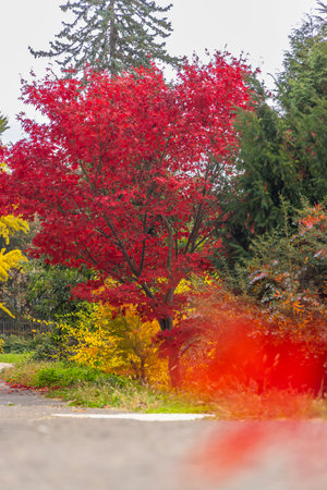 Bright red maple tree enhancing a scenic street view in Slovakiaの写真素材