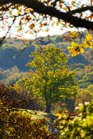 Scenic view of a majestic tree standing on a hill in autumn, surrounded by colorful foliage in Silica, Slovakiaの写真素材
