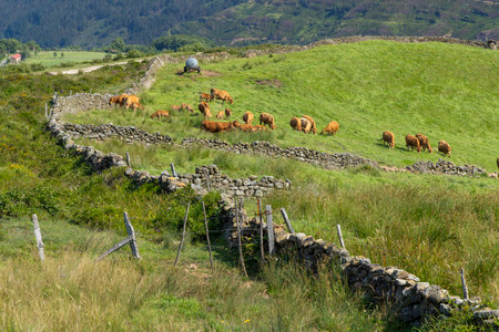 Cattle grazing on a hillside with stone walls and scenic countrysideの写真素材