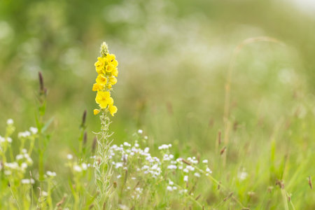 Yellow flower standing tall amid green grass and small wildflowersの写真素材