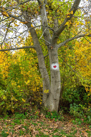 Tree trunk with heart symbol in Banska Stiavnica, Slovakiaの写真素材