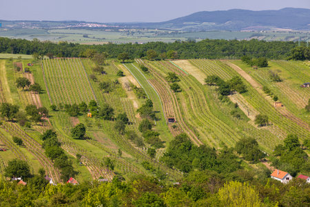 Lush vineyards stretch across rolling hills under a clear skyの写真素材