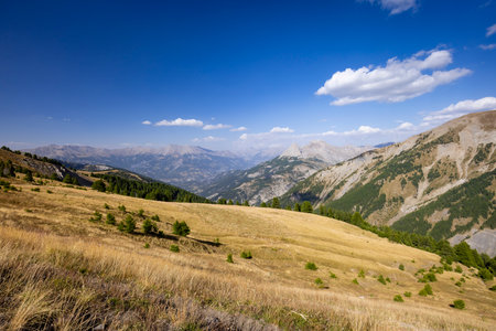 Golden grasslands and pine trees covering the slopes of the Alps mountains in Allos, Alpes de Haute Provence, Franceの写真素材