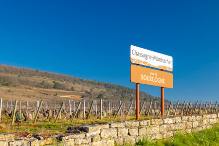 Scenic Vineyard Landscape in Chassagne Montrachet, Franceの写真素材