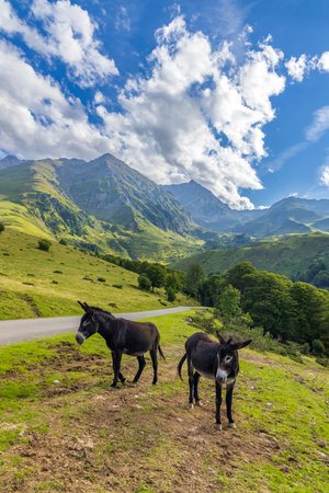 Two donkeys grazing near a mountain road in the French Pyrenees on a beautiful summer dayの写真素材