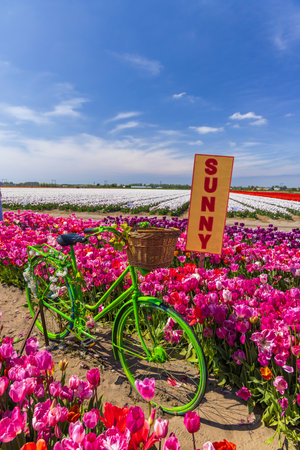 Green bicycle is standing in colorful field of tulips in Hillegom, Netherlands, with a sign saying sunny on a beautiful sunny dayの写真素材