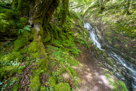 Small waterfall flowing through a green forest in the French Pyrenees mountainsの写真素材