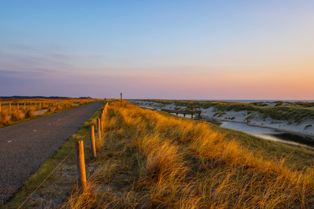 Golden hour sunlight illuminating dune grass beside Hondsbosscheweg road near Schoorl, North Hollandの写真素材