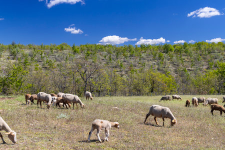Sheep grazing peacefully on a sunny day in the French countryside, near Montsalierの写真素材