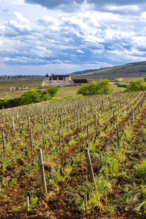Rows of grapevines growing in the vineyard with Chateau de Chambolle Musigny in the background, under a cloudy sky in Burgundy, Franceの写真素材