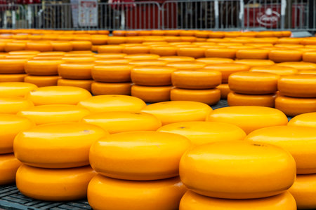 traditional cheese market in Alkmaar, Netherlandsの写真素材