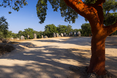 Megalithic stone circle Cromeleque dos Almendres with cork oak in Evora, Portugal, bathed in sunlightの写真素材