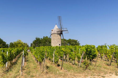 Traditional windmill rising above grapevines in a French vineyard, creating a picturesque rural landscapeの写真素材