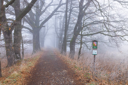 Gravel road disappearing into thick fog in autumnal forest near Kestrany in South Bohemian Region, Czechiaの写真素材