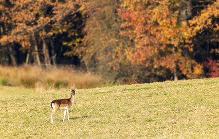 Fallow deer standing in a field with autumn forest in the background in Hrinova, Slovakiaの写真素材