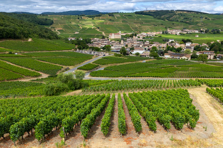 Scenic view of the vineyards and the village of Fuisse in the Maconnais region, Saone et Loire department, Burgundy, Franceの写真素材