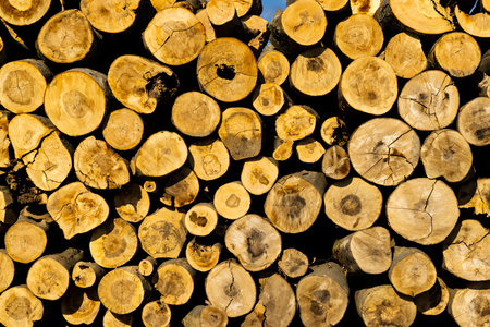 Pile of chopped firewood logs stacked together forming a rustic background, ideal for nature or lumber industry themesの写真素材