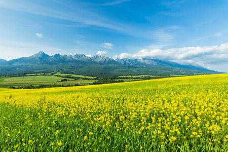 Scenic view of blooming rapeseed field with the majestic Tatra Mountains in the background, located in Vazec, Slovakiaの写真素材