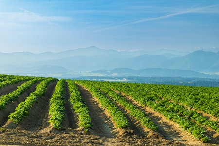 Green potato plants growing in rows in a field in Slovakia, with mountains and blue sky in the backgroundの写真素材
