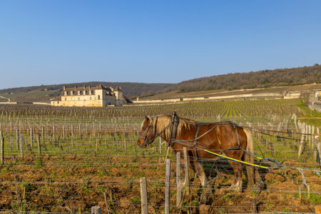 Draught horse plowing vineyard in the Cote d'Or region of Burgundy, France, near the Chateau du Clos de Vougeotの写真素材