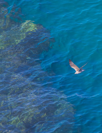 Seagull flying over crystal clear turquoise waters near a rocky coast in Cudillero, a charming fishing village in Asturias, Spainの写真素材