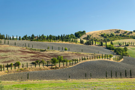 Cypress trees line a winding road through the rolling hills of the Tuscan countryside near Peccioli,...