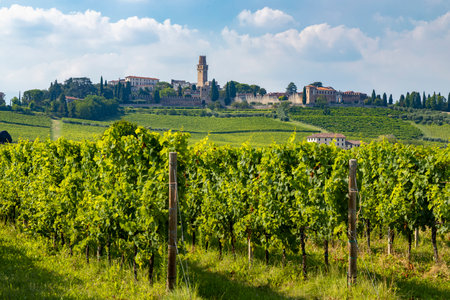 Rows of grapevines growing in the foreground with the Castle of Susegana and its medieval walls standing on a hill in the background, in Veneto, Italyの写真素材