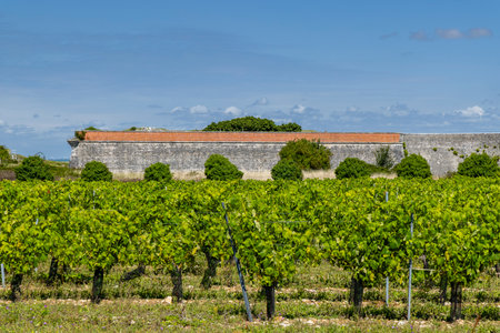Lush vineyards thriving under the watchful presence of Fort of La Flotte, a historical landmark in...