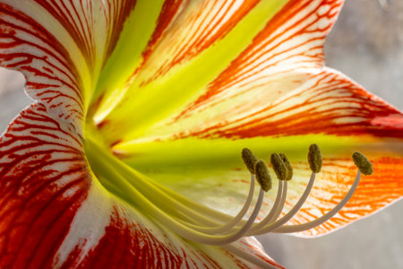 detail of an orange amarelis flowerの写真素材