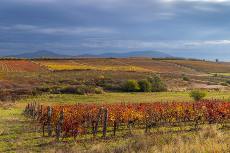 Autumn vineyard near Eger, Matra a Bukk mountains, Heves, Hungaryの写真素材