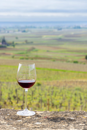Glass of pinot noir red wine in early spring vineyards near Aloxe-Corton, Burgundy, Franceの写真素材