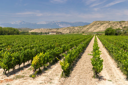 Typical vineyard near Logrono, Rioja wine region, Rioja Alavesa, Basque Country, Spainの写真素材