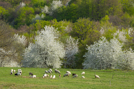 Sheep herd in Stiavnicke vrchy near Krupinska planina, Slovakiaの写真素材