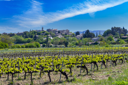 Green vineyard in the foreground with Faucon village in the background under a blue sky in springの写真素材