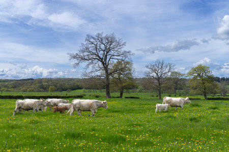Charolais cattle grazing on a green pasture with trees in Cote d'Or, Bourgogne Franche Comte, France